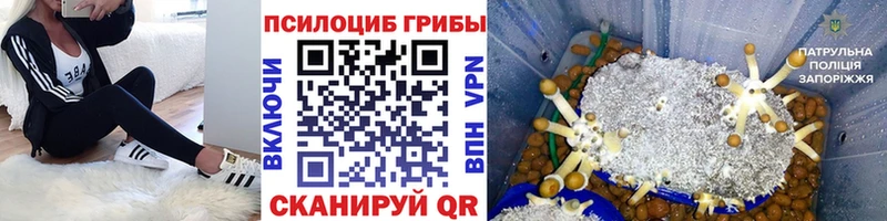 как найти наркотики  Асбест  Псилоцибиновые грибы Psilocybine cubensis 